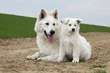 BERGER BLANC SUISSE - ADULTS ET PUPPIES 025